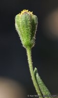 Picradeniopsis multiflora