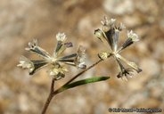 Picradeniopsis multiflora