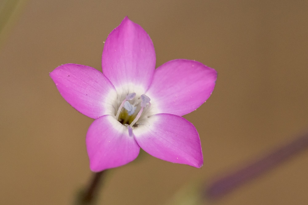 Gilia leptantha