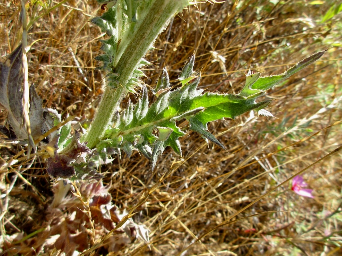 Cirsium cymosum var. cymosum