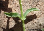Stemodia durantifolia