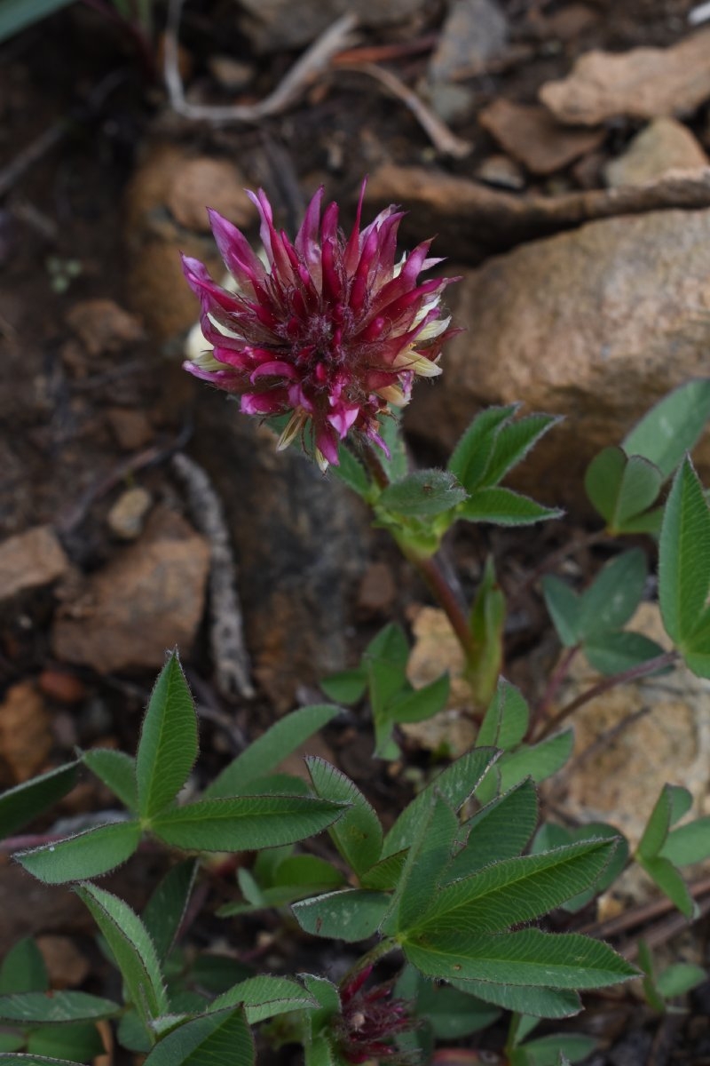 Trifolium longipes ssp. shastense