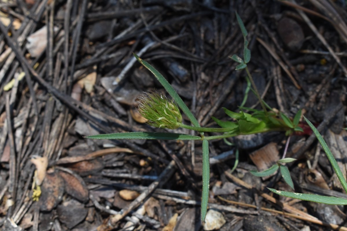 Trifolium longipes ssp. elmeri