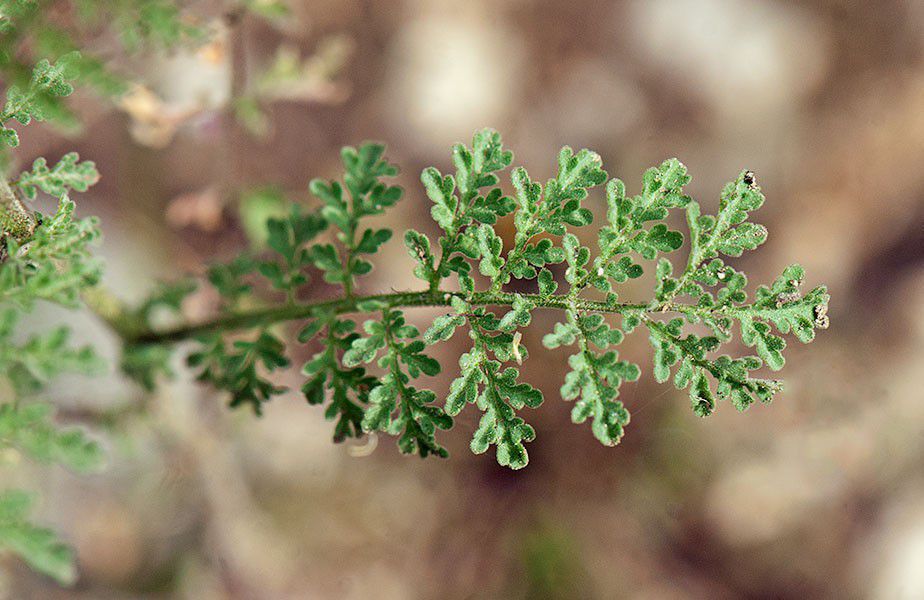 Descurainia pinnata ssp. menziesii