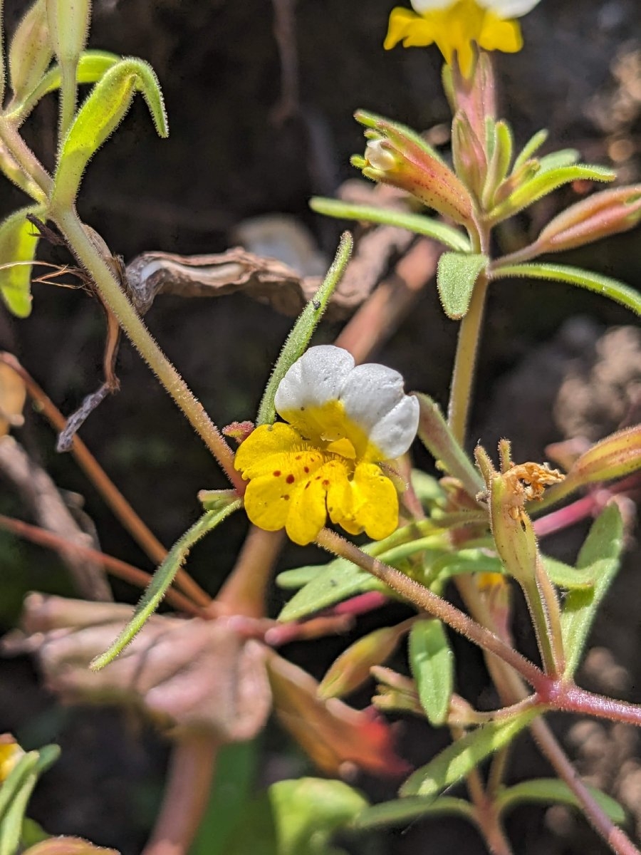 Erythranthe bicolor