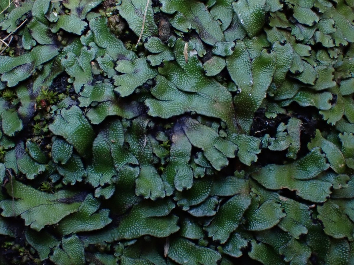 Targionia hypophylla