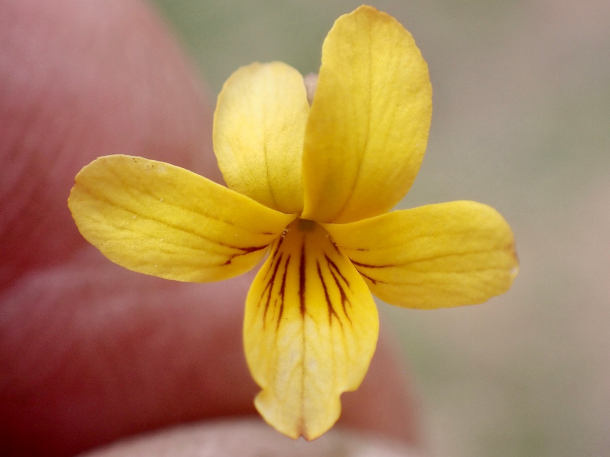 Viola purpurea ssp. venosa