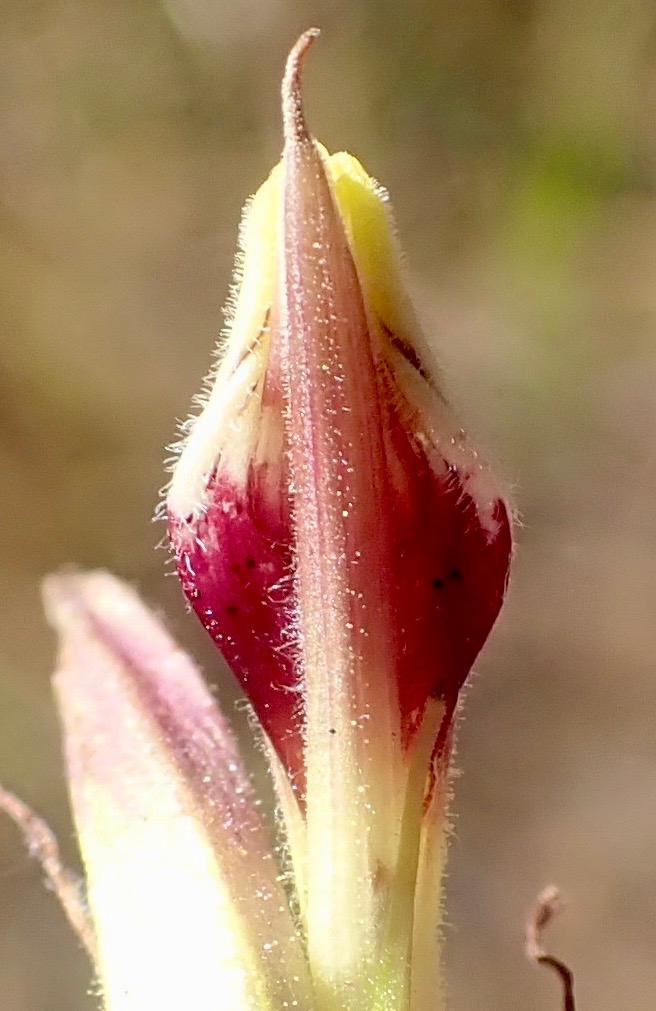 Cordylanthus tenuis ssp. tenuis