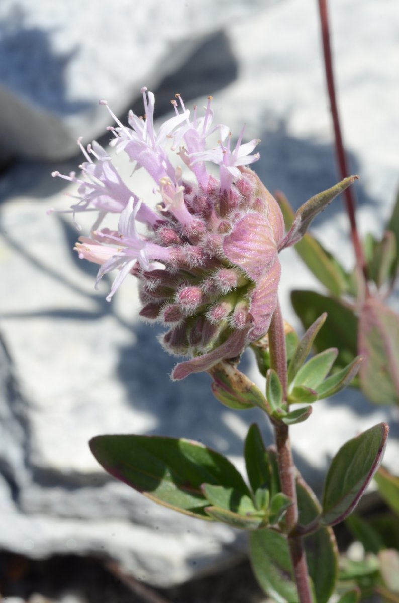 Monardella odoratissima ssp. glauca