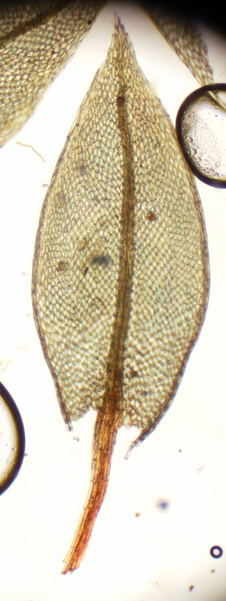 Ptychostomum nitidulum