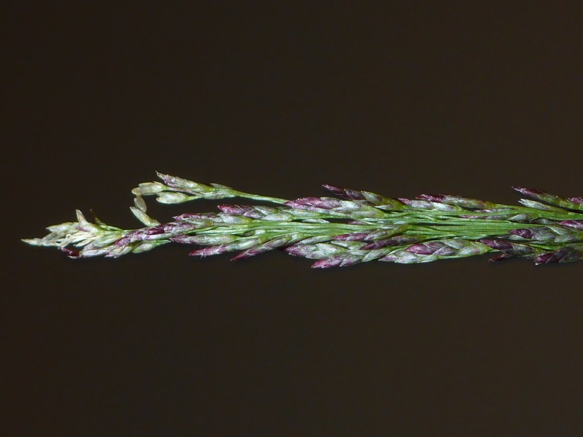 Eragrostis pilosa var. pilosa