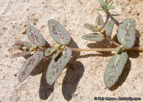 Euphorbia abramsiana