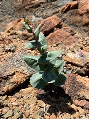 Streptanthus morrisonii