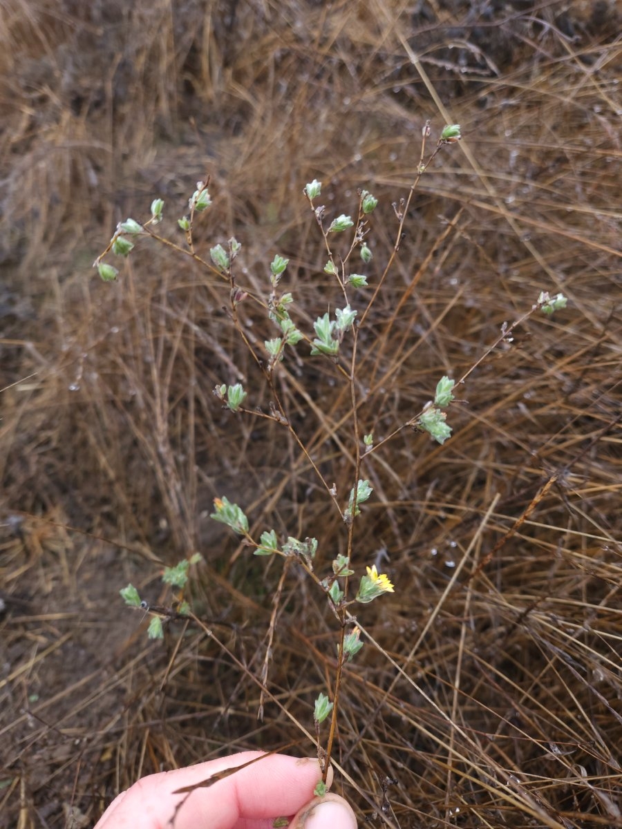 Lagophylla ramosissima