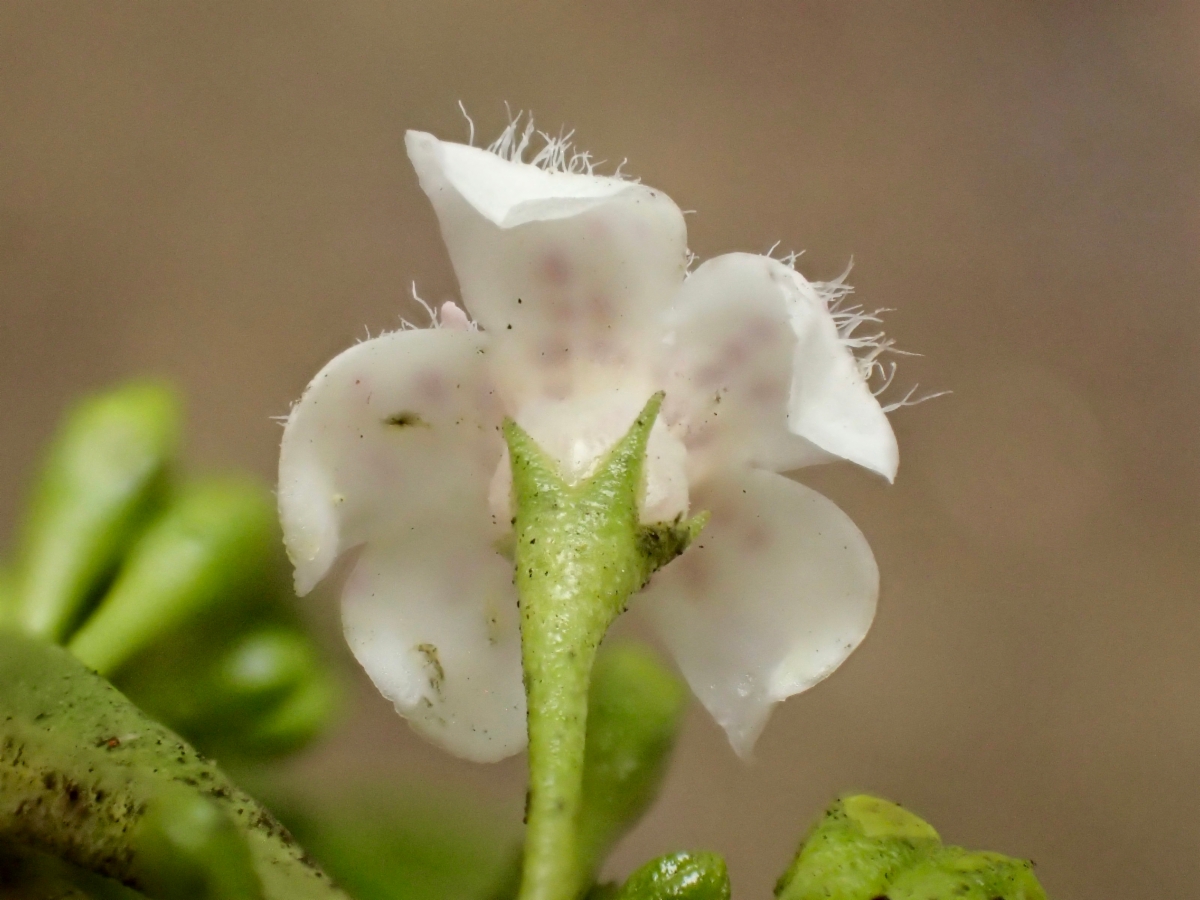 Myoporum acuminatum