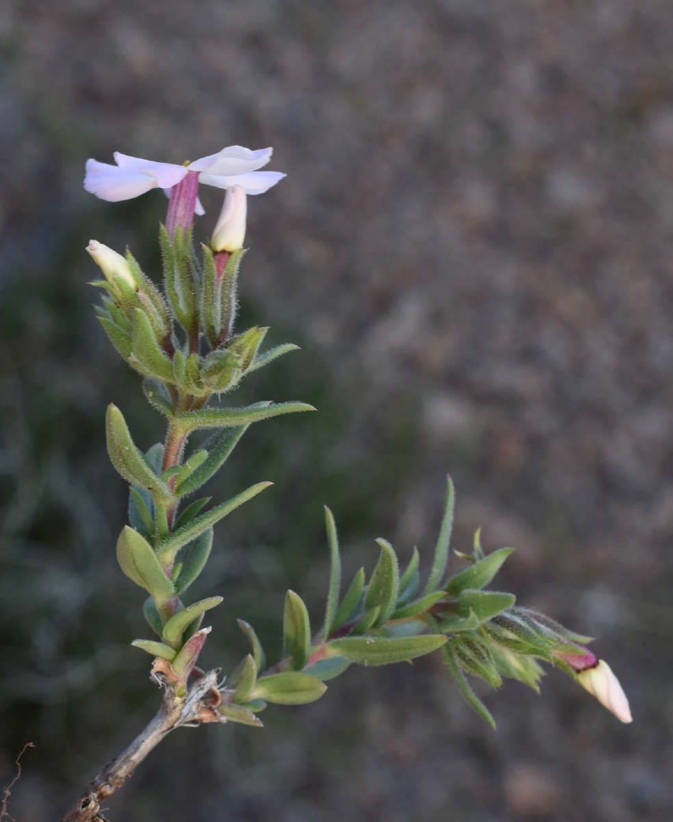 Phlox stansburyi var. brevifolia