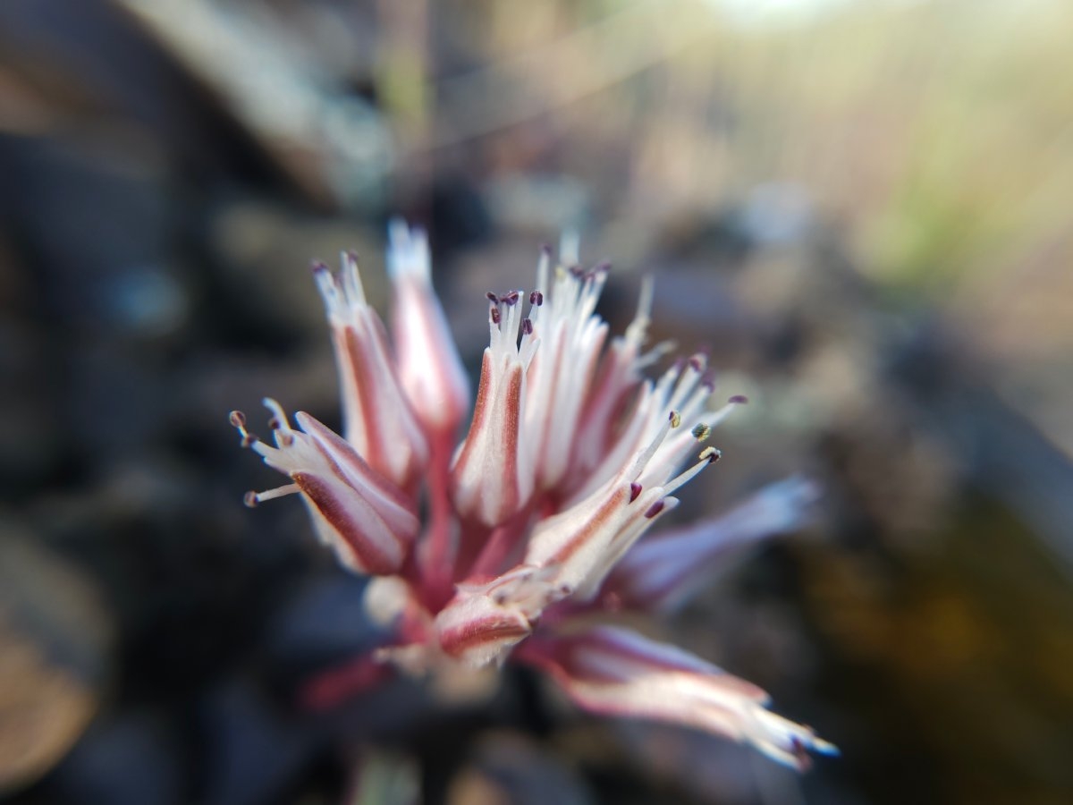 Allium burlewii