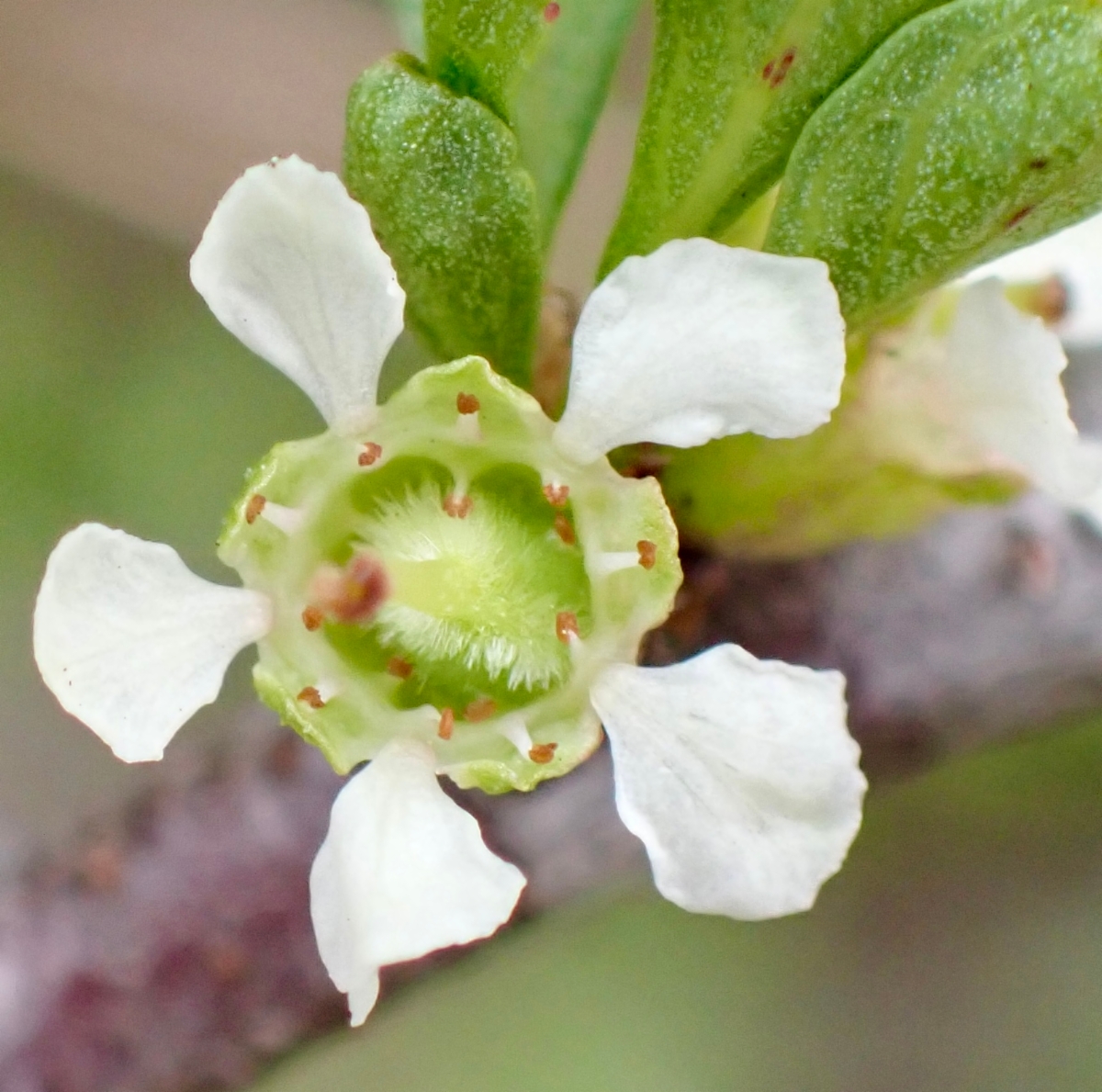 Prunus fasciculata var. punctata