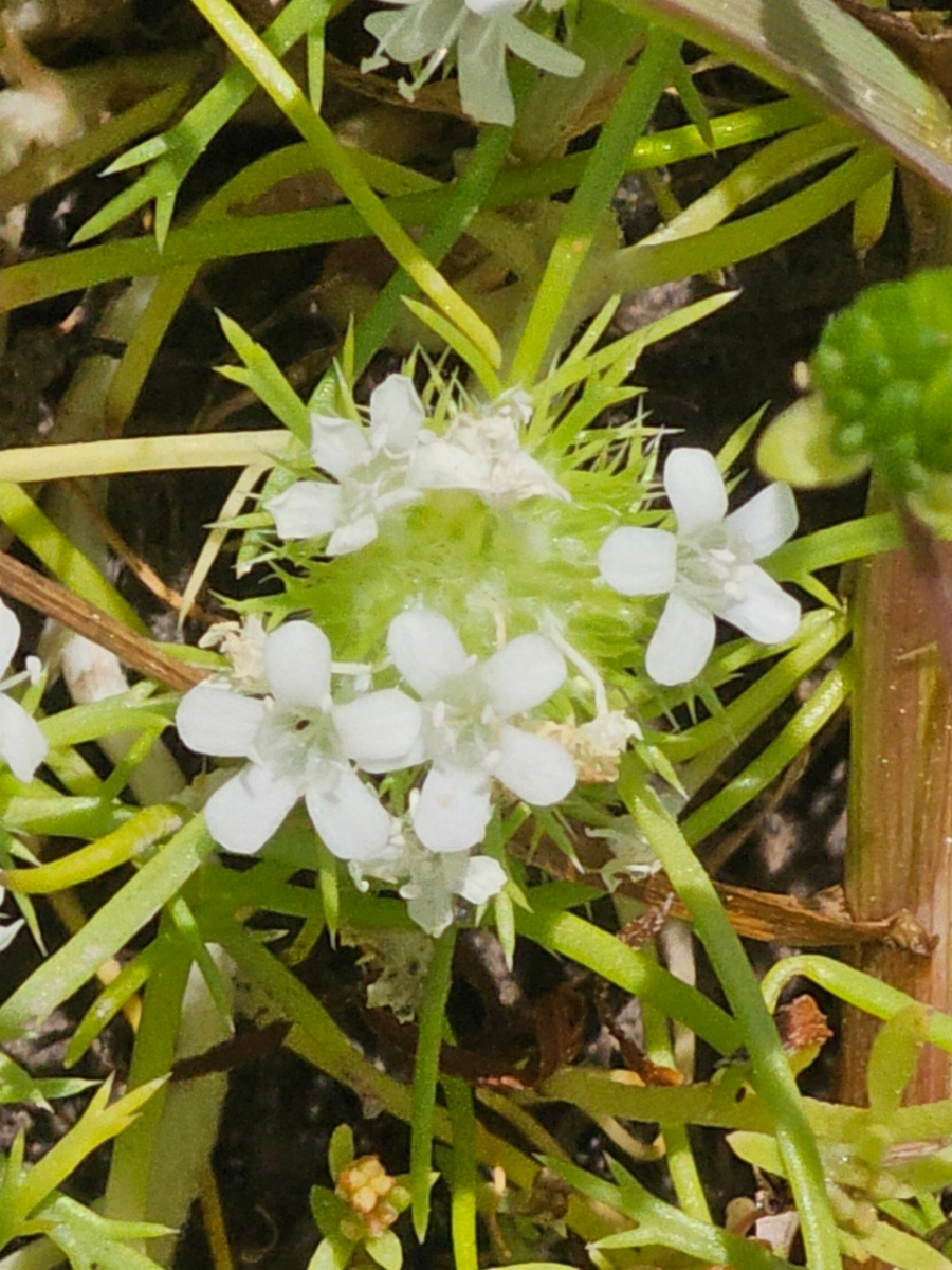 Navarretia leucocephala