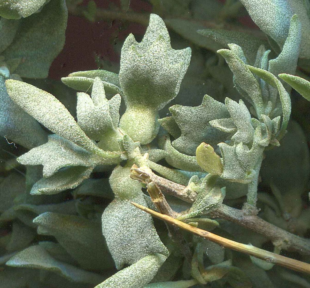 Atriplex spinifera