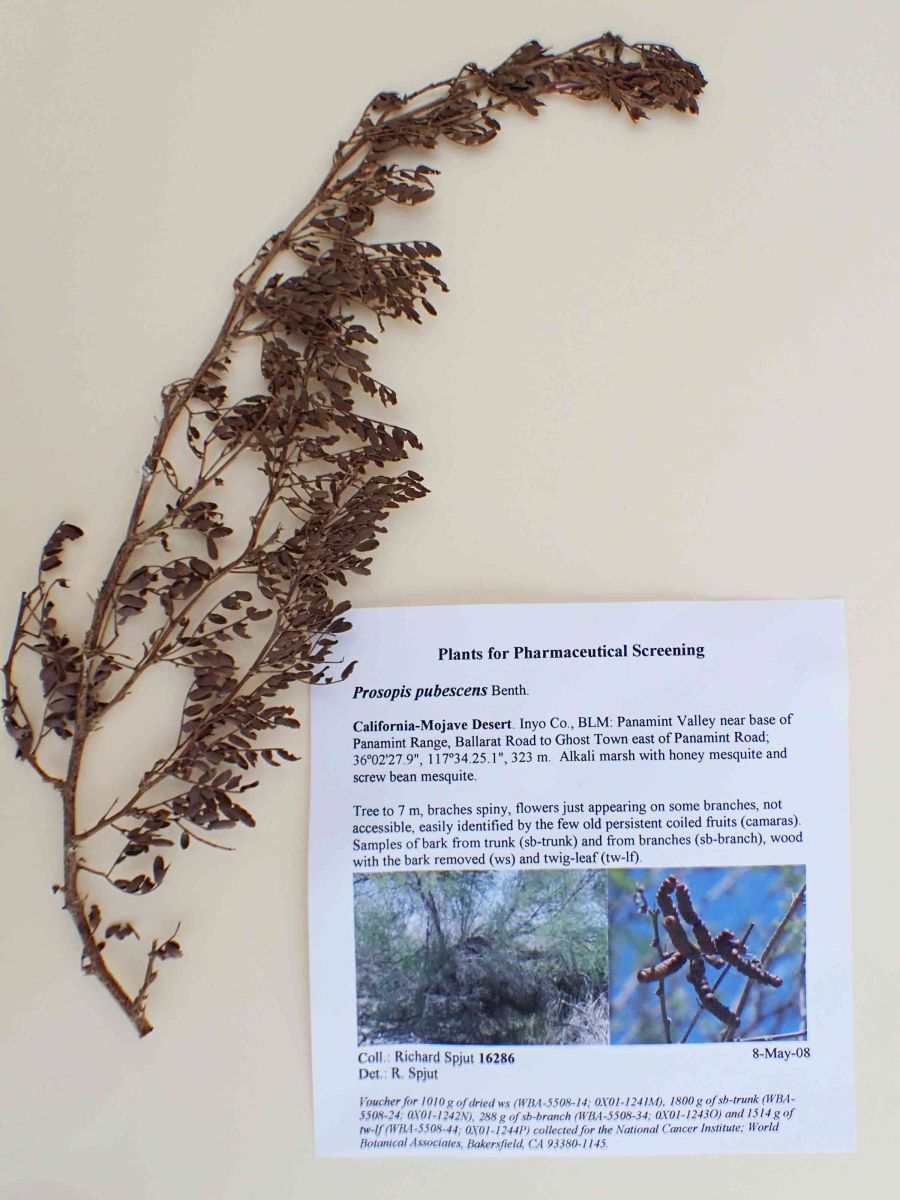 Prosopis pubescens
