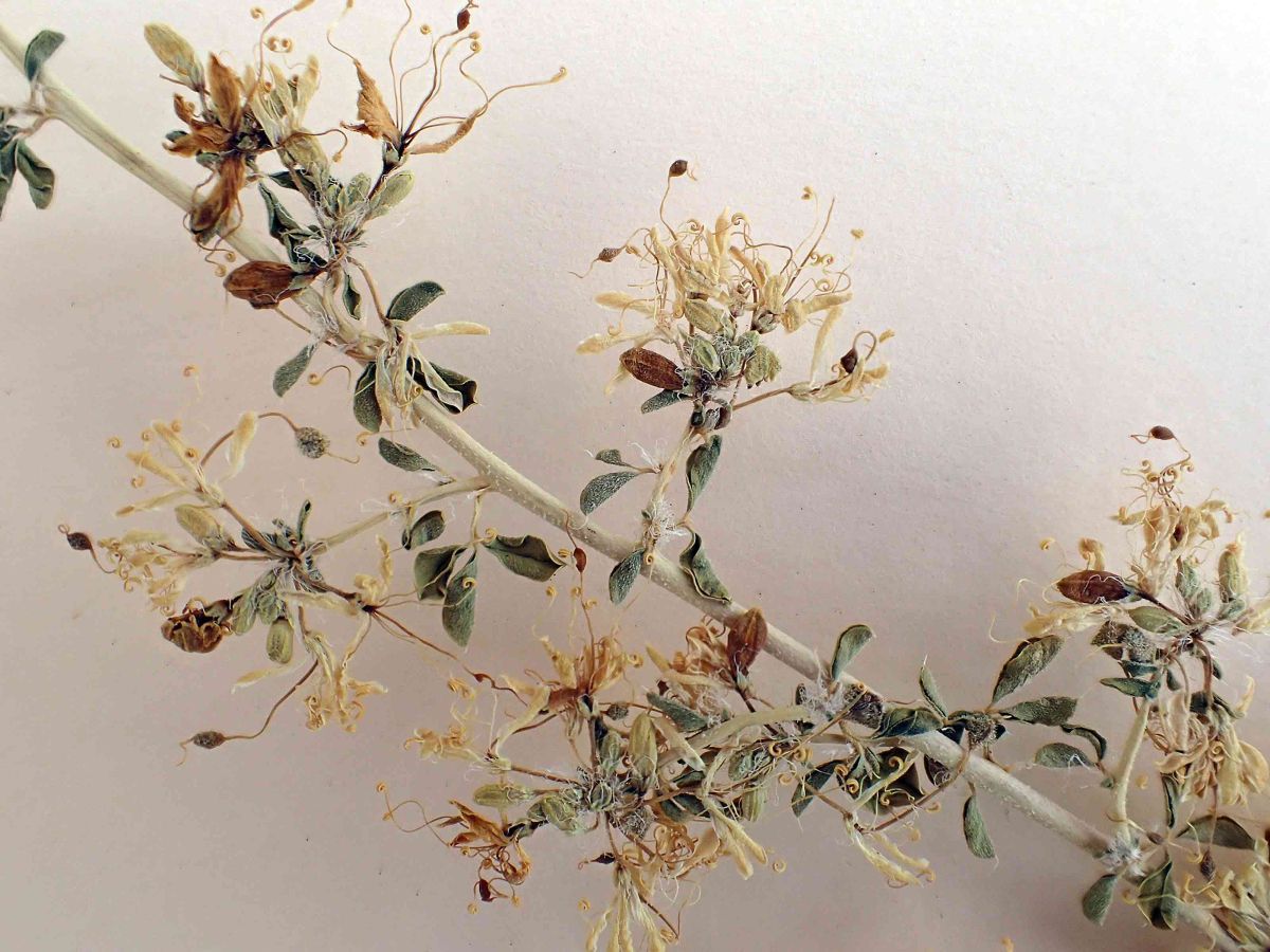 Cleomella obtusifolia