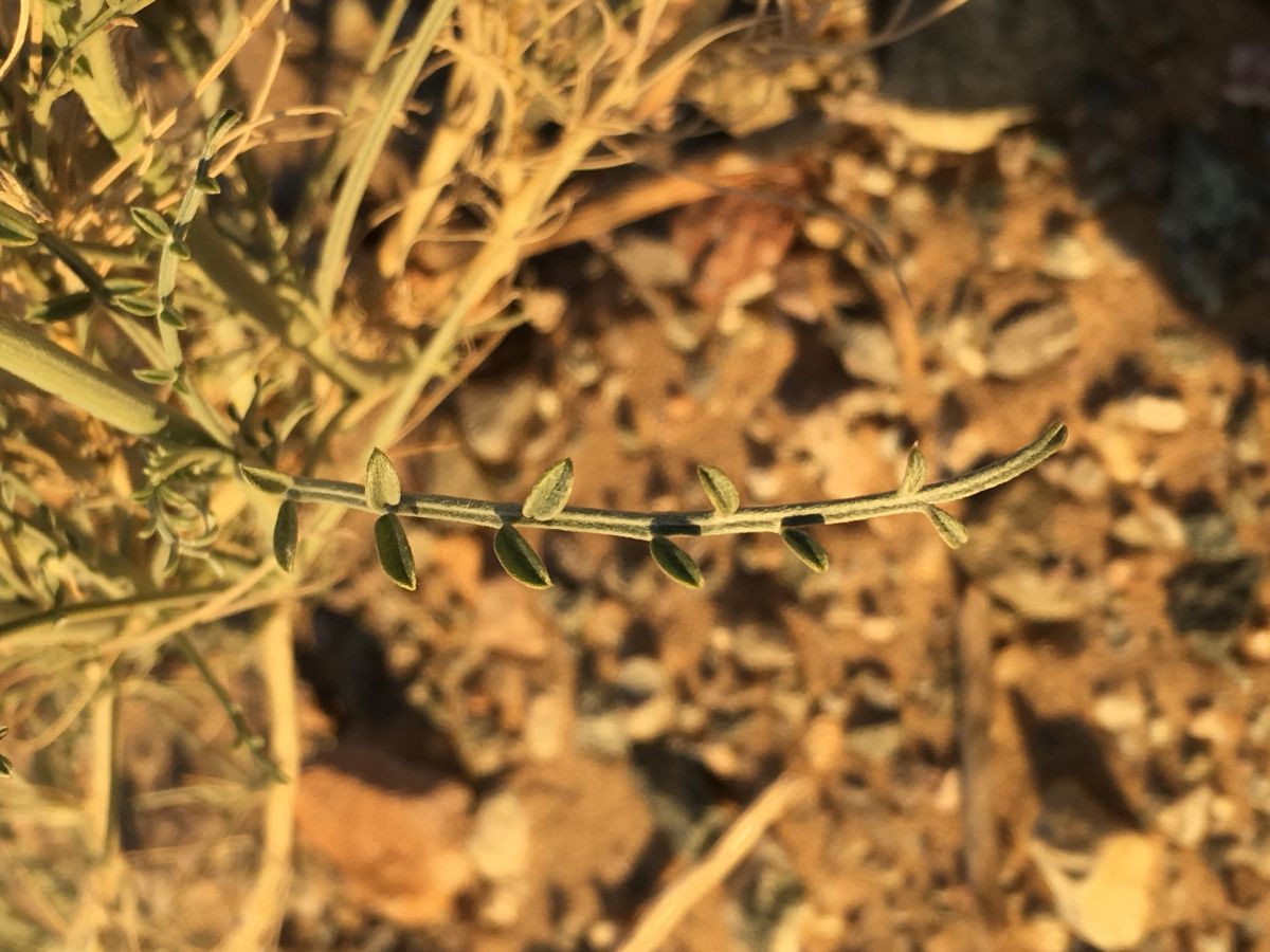 Astragalus magdalenae