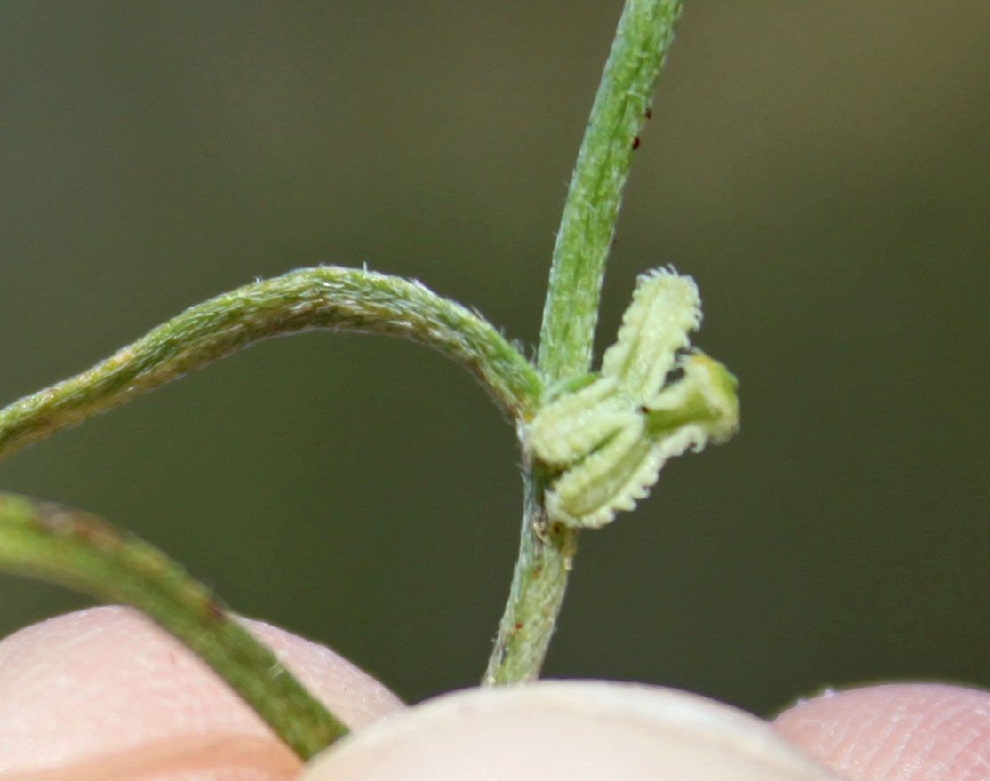 Pectocarya linearis ssp. ferocula