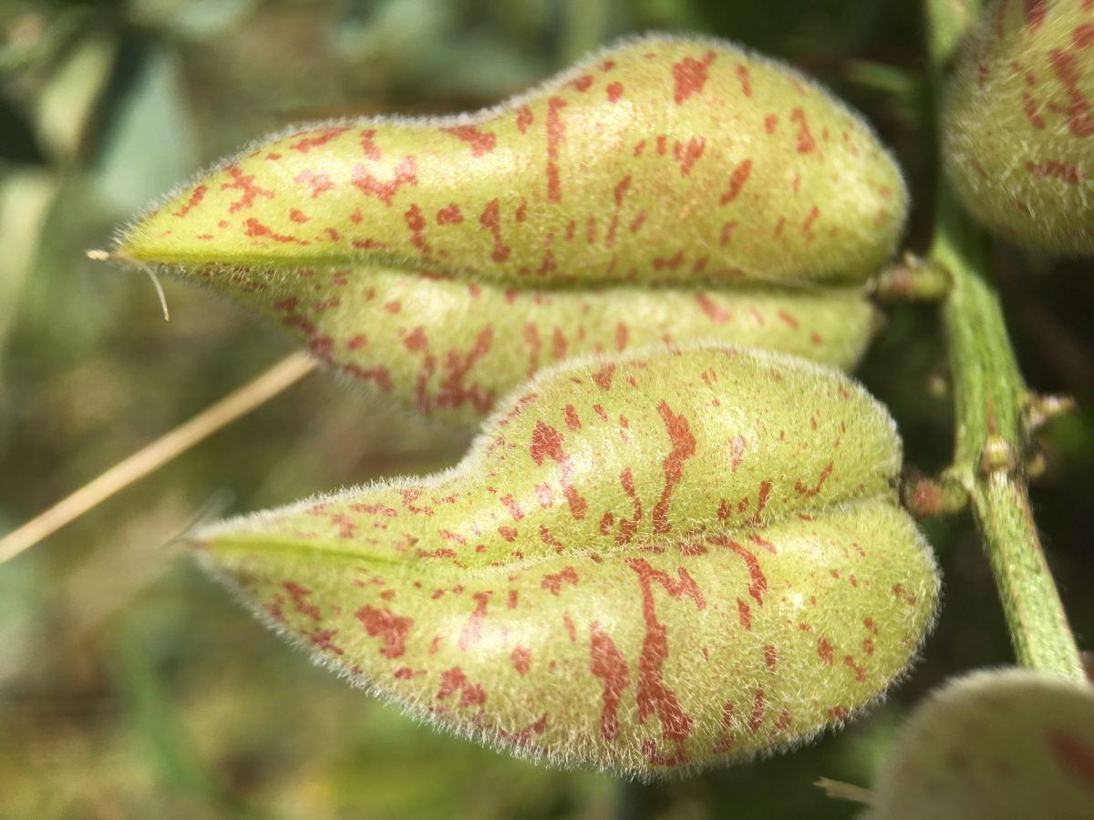 Astragalus lentiginosus
