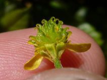 Ranunculus uncinatus