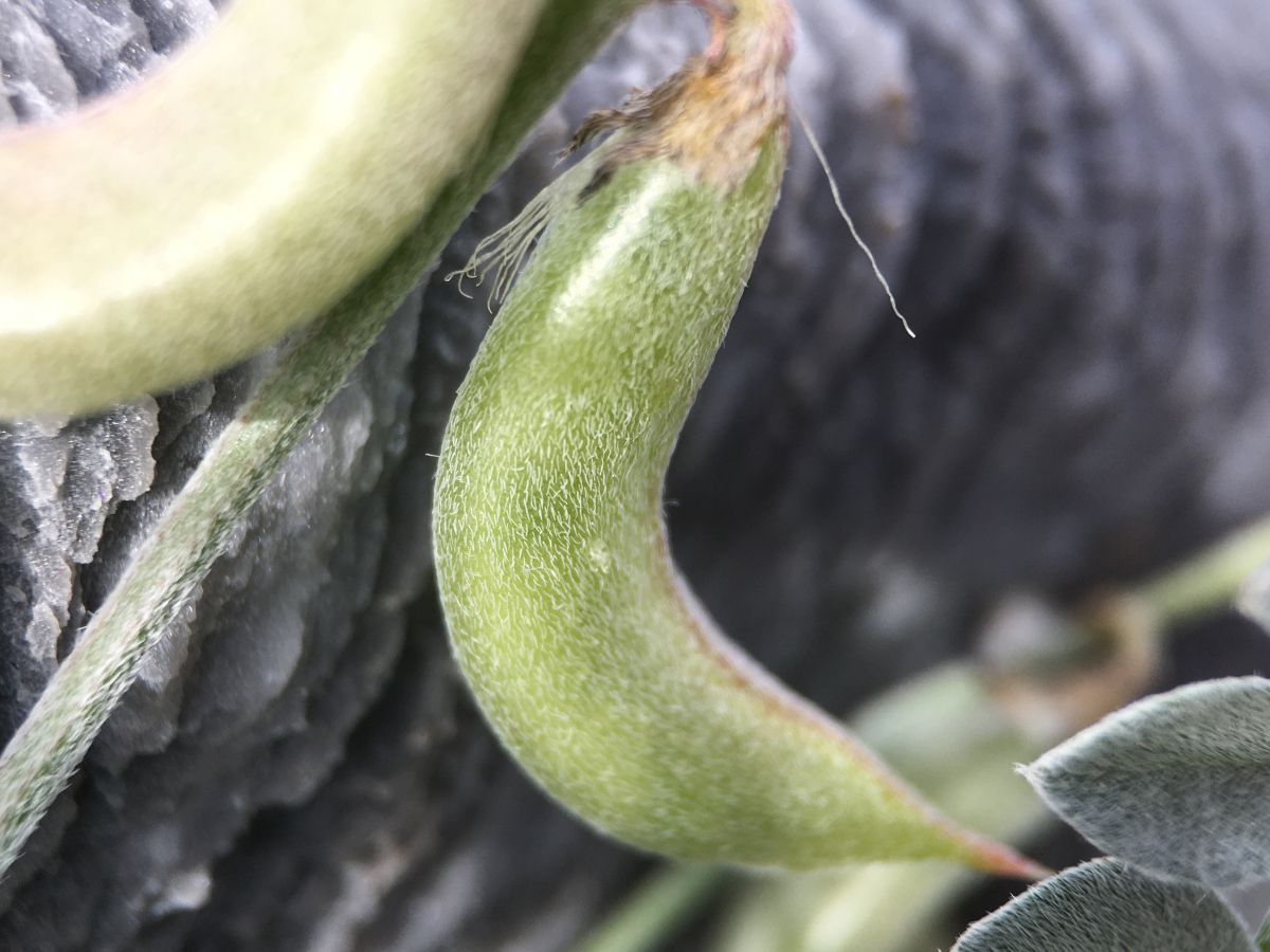 Astragalus mohavensis var. hemigyrus