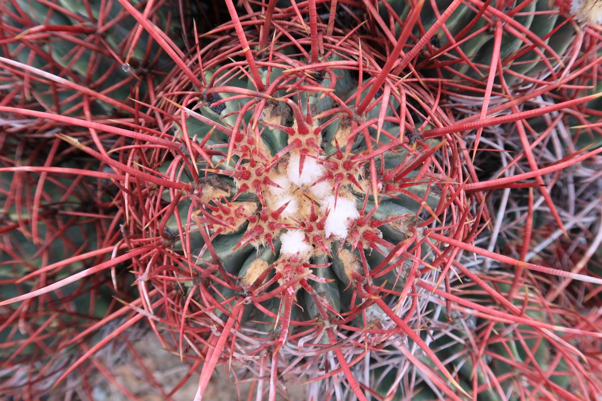 Echinocactus polycephalus