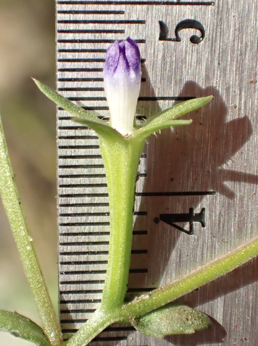 Githopsis diffusa ssp. diffusa