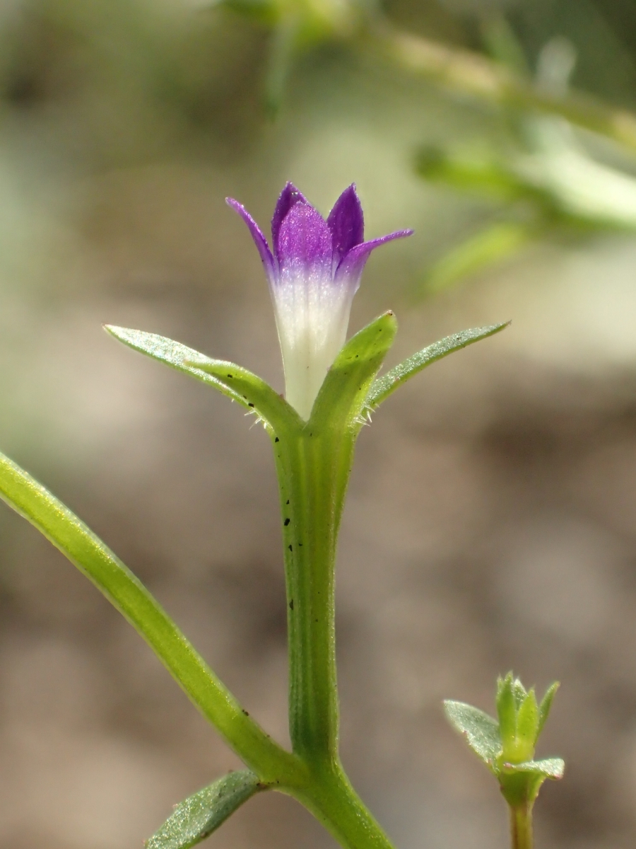 Githopsis diffusa ssp. diffusa