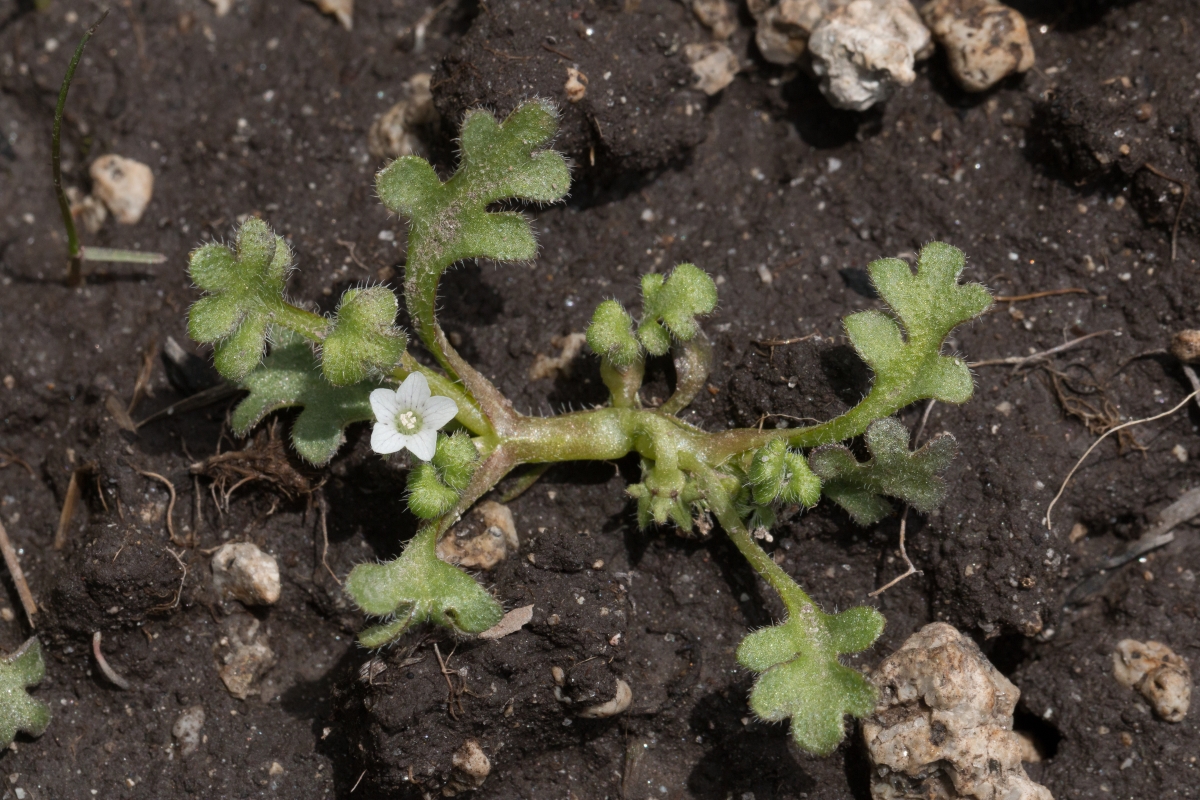 Nemophila pedunculata