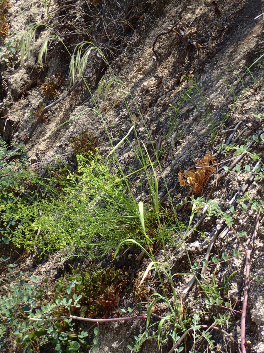 Bromus pseudolaevipes