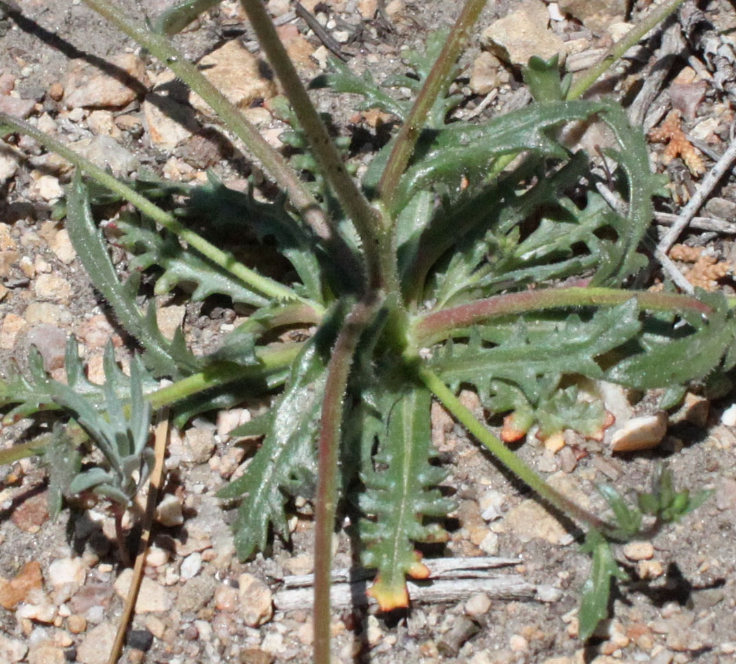Gilia latiflora ssp. latiflora