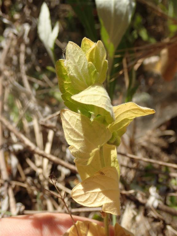 Scutellaria bolanderi ssp. austromontana