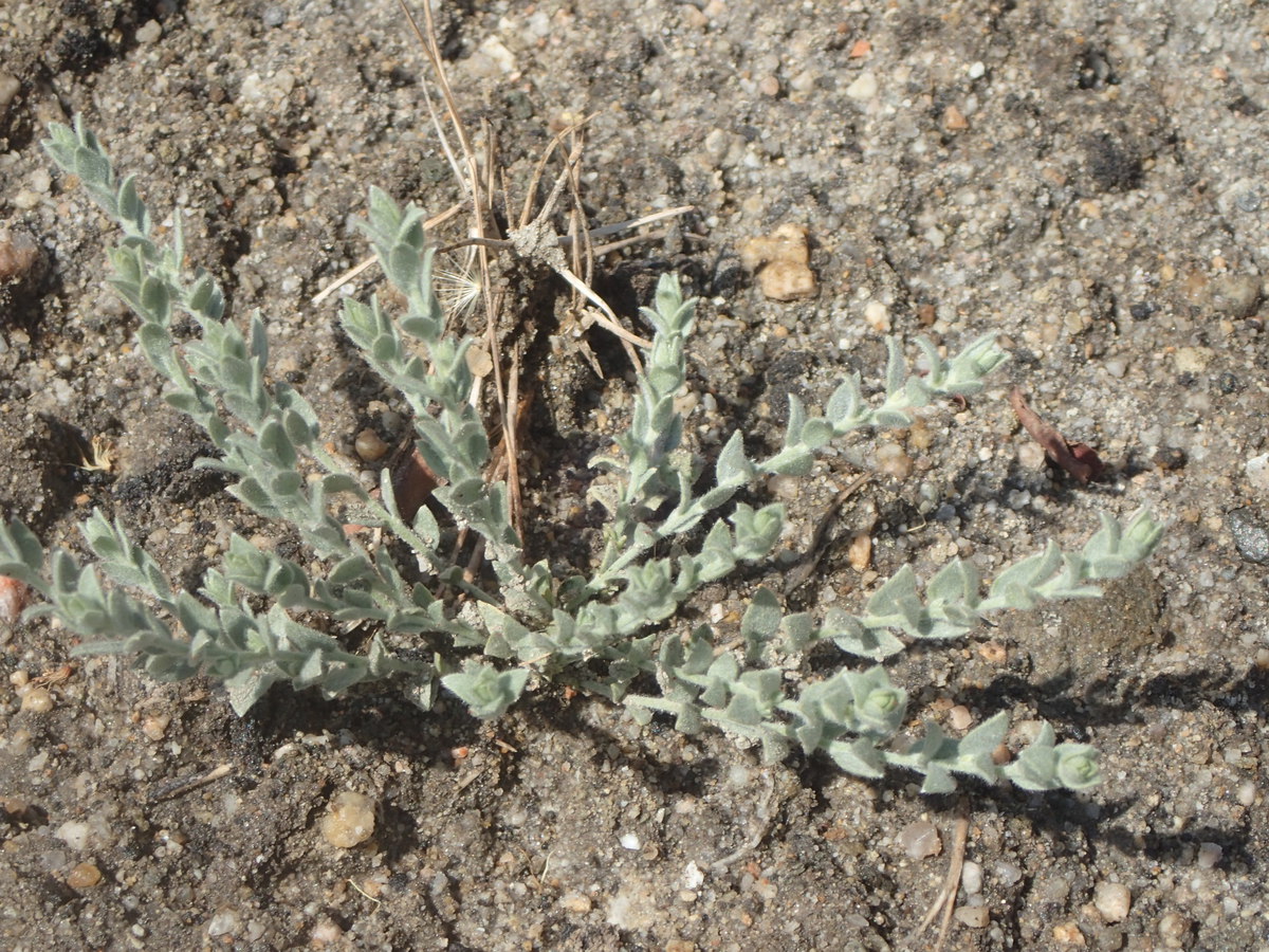 Cressa truxillensis