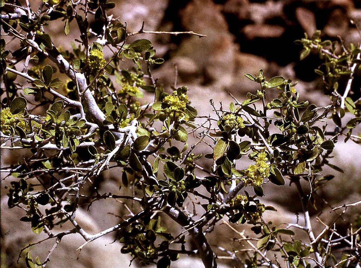 Colubrina californica