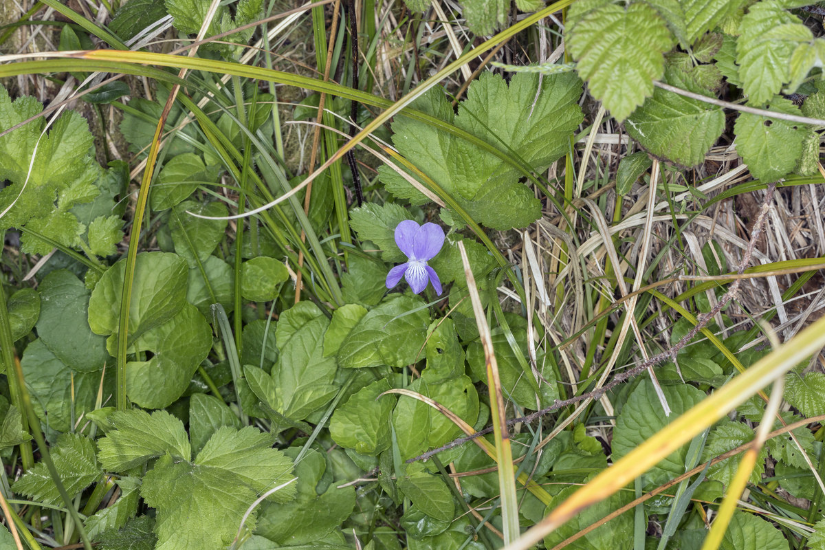 Viola langsdorffii
