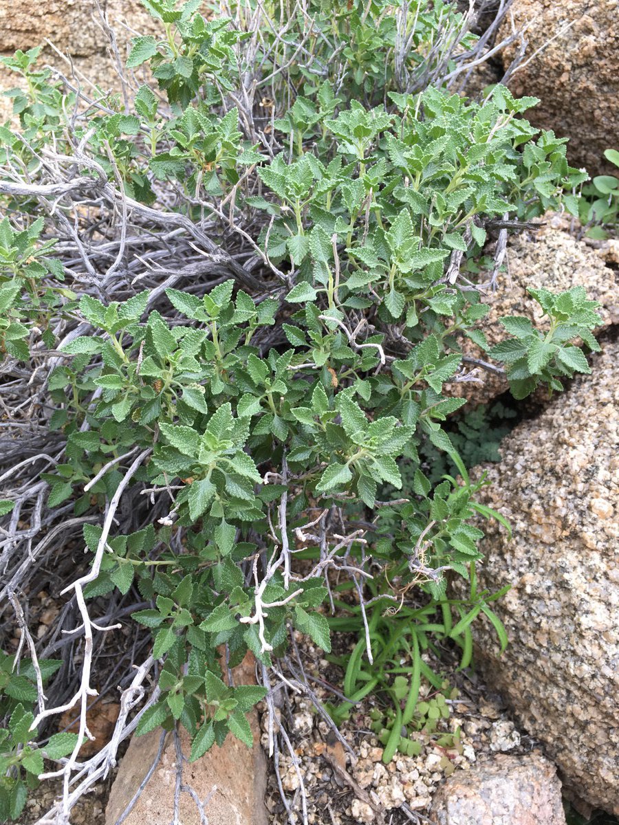 Salvia mohavensis