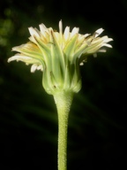 Stebbinsoseris heterocarpa