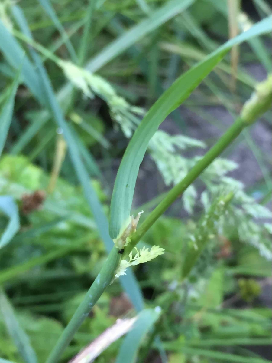 Polypogon viridis