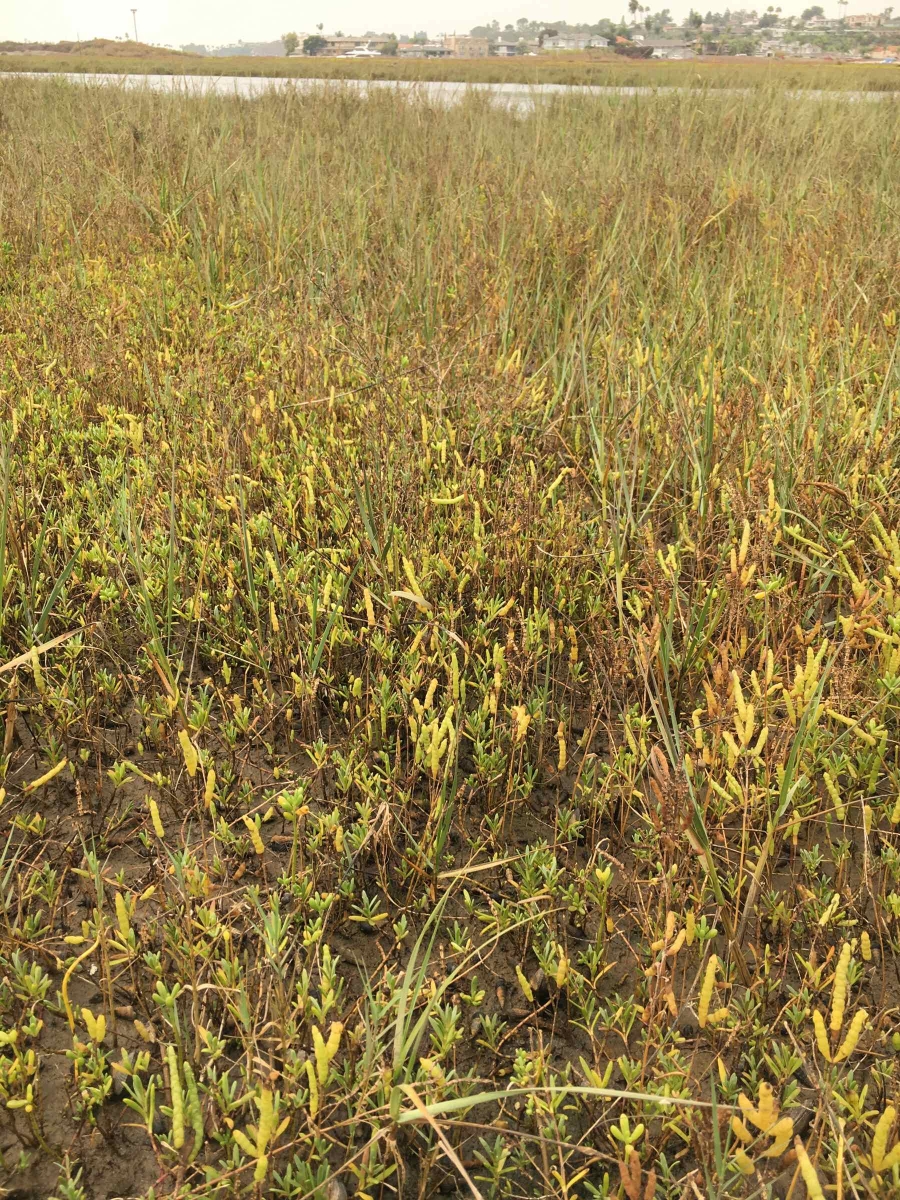 Salicornia bigelovii