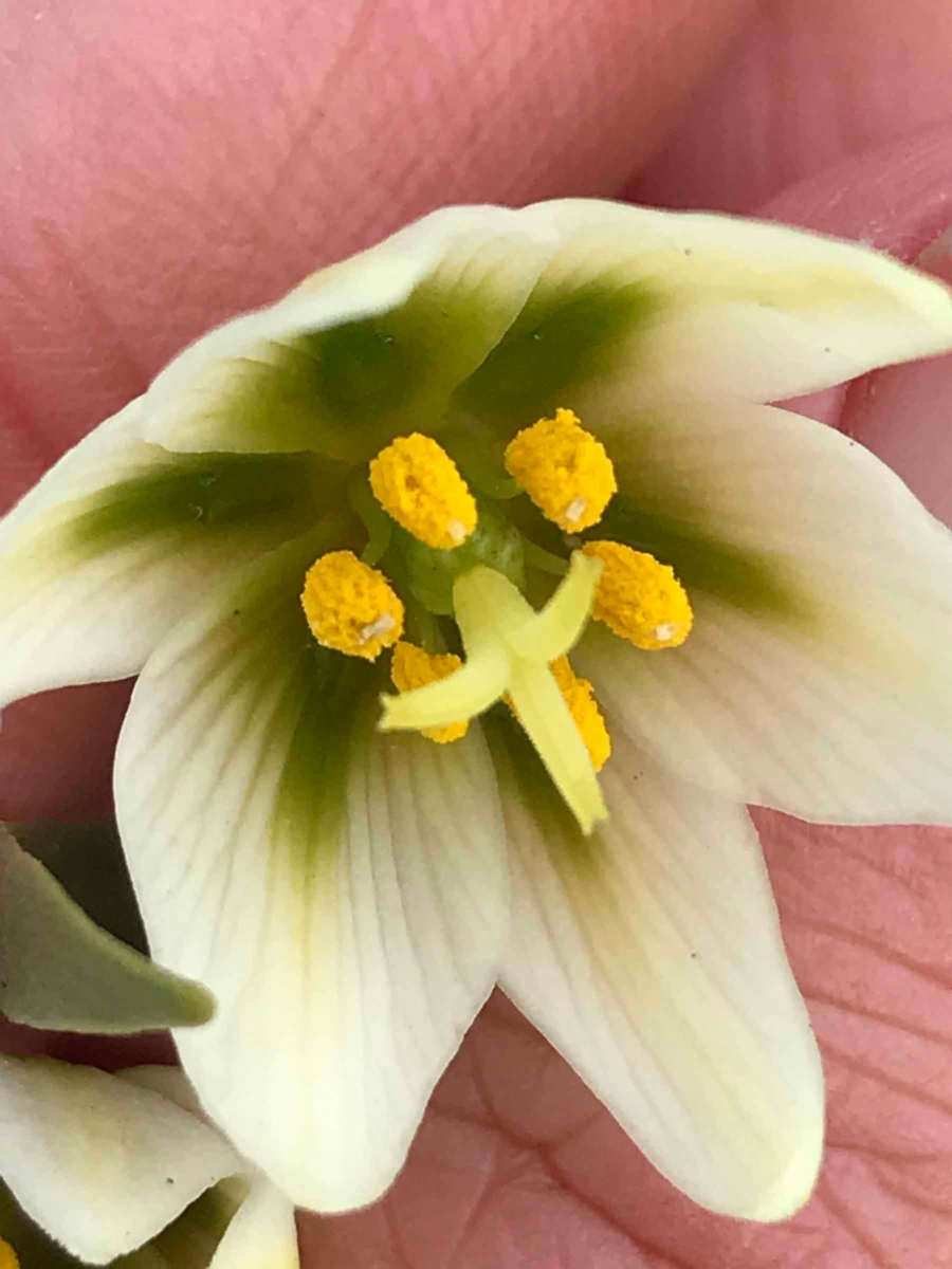 Fritillaria liliacea