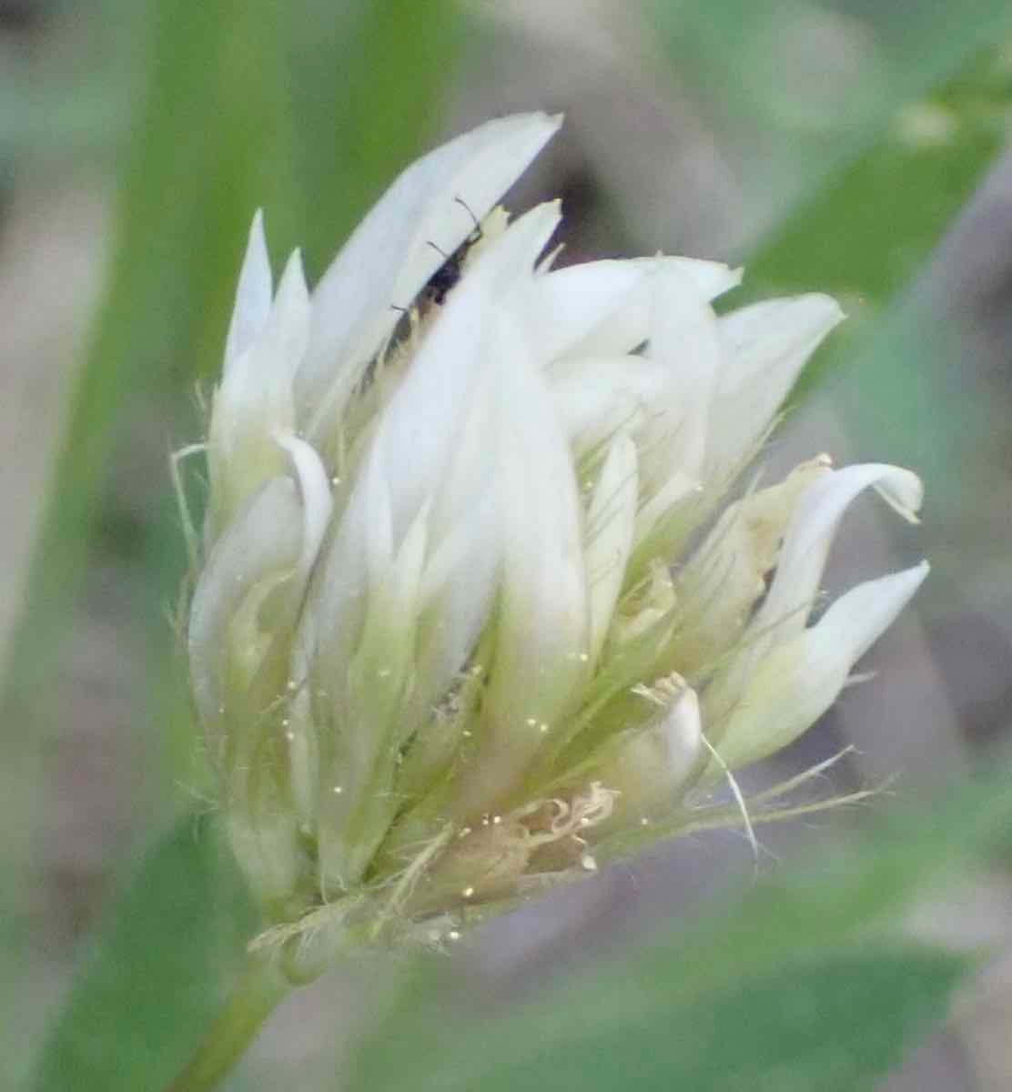 Trifolium longipes ssp. elmeri