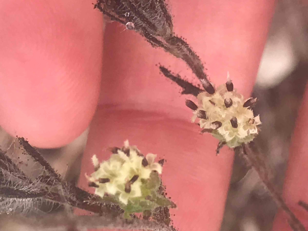 Hemizonia congesta ssp. calyculata