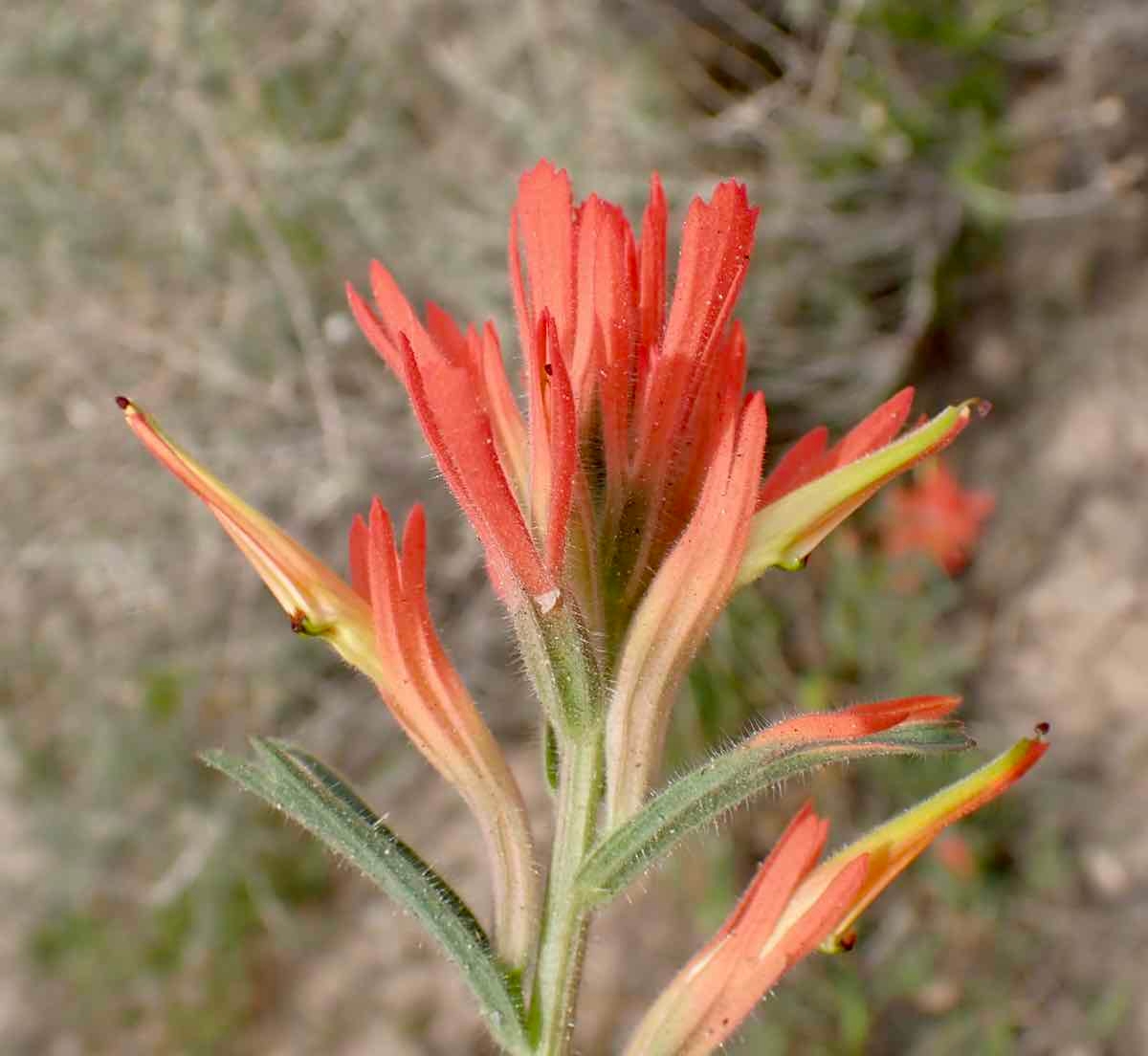 Castilleja subinclusa ssp. subinclusa