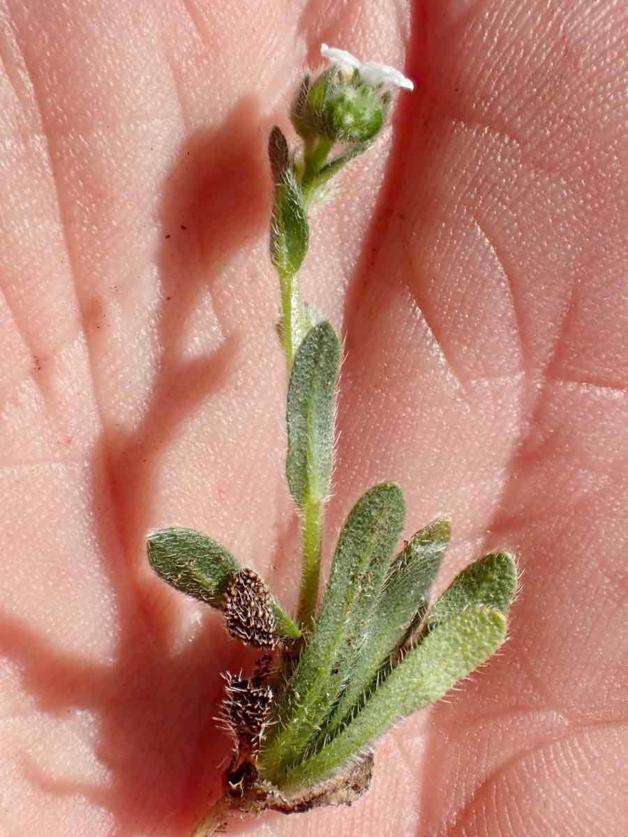 Plagiobothrys collinus var. californicus